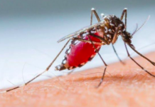 Dengue: febre alta e prolongada é sinal de alerta; veja orientações médicas