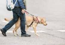 CDH aprova projeto que assegura cão-guia em transporte público e privado