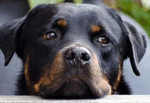 Brasil tem recorde de denúncias de violência contra animais