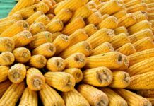 Vigilância Sanitária orienta população sobre compra de alimentos derivados do milho