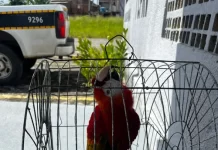 Arara roubada da Bica é encontrada em Santa Rita