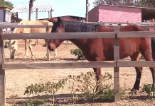 Ração contaminada provoca morte de 245 cavalos em quatro estados, diz Ministério da Agricultura e Pecuária