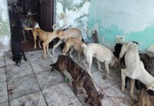 Idoso suspeito de manter cerca de 40 cães em situação de abandono é preso em Campina Grande