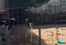 VÍDEO: Após operação de 12 horas, 32 cães vítimas de maus-tratos são resgatados em João Pessoa