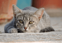 Lei que proíbe testes de cosméticos em animais já está em vigor