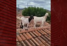 INUSITADO: Bombeiros resgatam cabras que subiram no telhado de residência em Patos