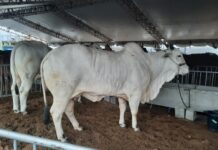 Expofeira Paraíba Agronegócios 2025 movimenta R$ 50 milhões em negócios e termina hoje em João Pessoa