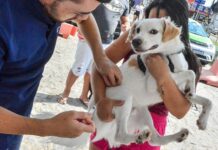 Saiba onde vacinar seu pet no Dia D contra a raiva animal em João Pessoa neste sábado (27)