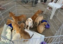 Paraíba realiza Campanha de Vacinação contra Raiva Animal neste sábado (27)