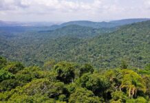 Em 40 anos, Amazônia perde área de floresta do tamanho da França