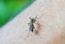 Saúde divulga boletim epidemiológico das arboviroses na Paraíba; Dengue matou 9 este ano no estado