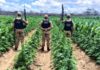 Polícia destrói 100 mil pés de maconha em fazenda no Cariri da Paraíba