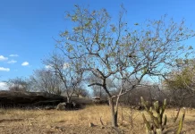 Governo Federal decreta situação de emergência por estiagem em cinco cidades da Paraíba