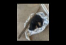 Homem é preso após matar cachorro do vizinho a pauladas em cidade do Sertão