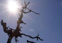 Treze cidade da Paraíba entram na lista do MIDR por situação de emergência devido à estiagem