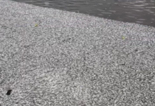 Açude Velho receberá equipamentos de oxigenação até segunda (19), informa prefeitura de Campina Grande