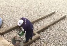 Milhares de peixes aparecem mortos no Açude Velho, em Campina Grande