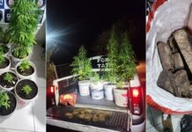 Polícia Militar localiza plantação de maconha após denúncias em João Pessoa