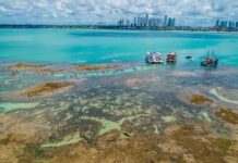 Paraíba terá restauração de corais e conservação marinha com investimentos de R$ 5,5 milhões