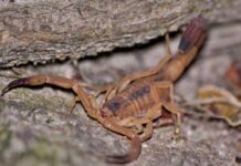 Aumento de casos no verão: Prefeitura de João Pessoa reforça orientações para prevenção contra picadas de escorpiões e outros animais