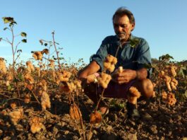 Dia do Algodão;Com mais de 300 produtores, cadeia do algodão orgânico ganha destaque em evento em Ingá