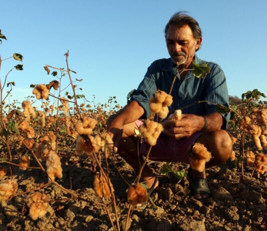 Dia do Algodão;Com mais de 300 produtores, cadeia do algodão orgânico ganha destaque em evento em Ingá