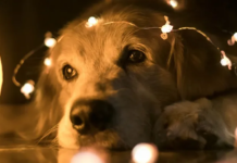 Adota + Paraíba: Governo realiza evento de adoção responsável de animais em João Pessoa