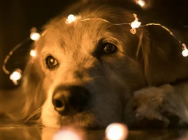 Adota + Paraíba: Governo realiza evento de adoção responsável de animais em João Pessoa