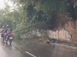 Árvores caem após temporal em João Pessoa; previsão indica mais precipitações da Capital ao Sertão