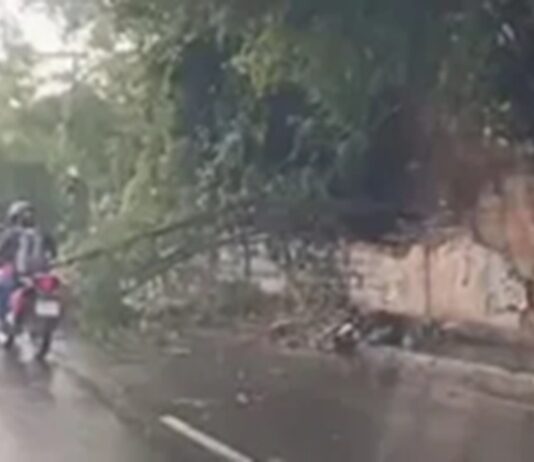 Árvores caem após temporal em João Pessoa; previsão indica mais precipitações da Capital ao Sertão