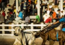MP recomenda cancelamento de vaquejadas sem licença em cidades do Sertão da Paraíba