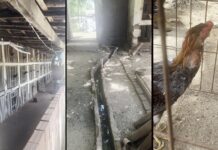 NO SERTÃO: Rinha de galos é encontrada com mais de 60 animais em situação de maus-tratos