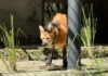 Parque Arruda Câmara recebe lobo-guará fêmea através de parceria com Cetas de Goiás