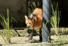 Parque Arruda Câmara recebe lobo-guará fêmea através de parceria com Cetas de Goiás