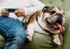 Paraíba cria programa de Terapia Assistida por Cães para crianças com autismo