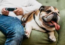 Paraíba cria programa de Terapia Assistida por Cães para crianças com autismo