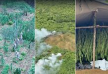 EM MONTEIRO: Polícia Federal erradica 18 mil pés de maconha irrigado com água da transposição do Rio São Francisco
