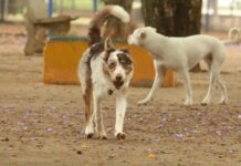 Polícia Civil instaura inquérito sobre mortes de animais por suposto envenenamento em Teixeira