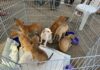 Castramóvel oferece 355 vagas para castração gratuita de cães e gatos em quatro cidades da Paraíba