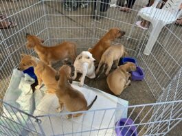 Castramóvel oferece 355 vagas para castração gratuita de cães e gatos em quatro cidades da Paraíba