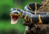 Mudanças climáticas podem aumentar cobras nas cidades