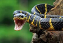 Mudanças climáticas podem aumentar cobras nas cidades