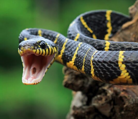 Mudanças climáticas podem aumentar cobras nas cidades