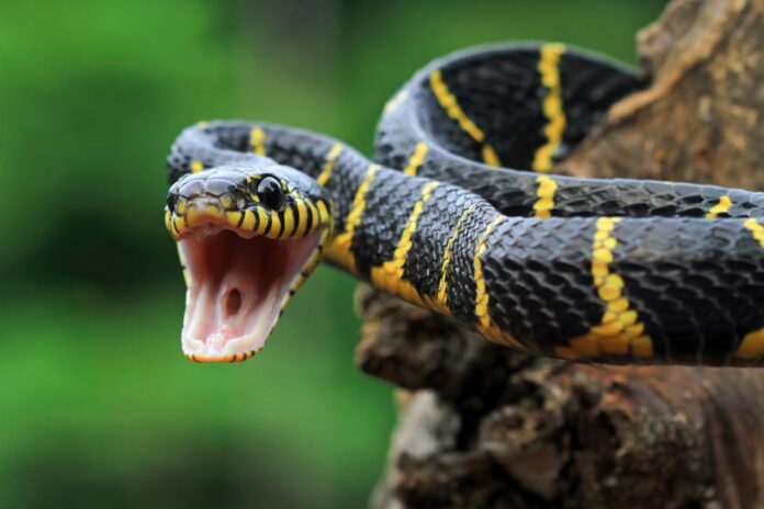 boiga-snake-dendrophila-yellow-ringed-1536x1024